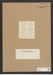 Mastogloia seychellensis Grun. (de-Toni-Nr.: Genus 26, Species 1247) Zeichnungen Sammlung Grunow Nr. 2393 (NHMW-BOT-W0369540)